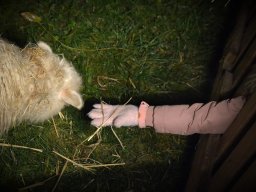 Rozsvícení vánočního stromečku